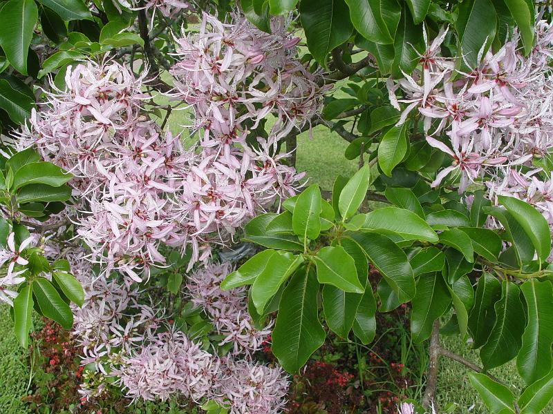 booroowhangary-nov09 049.jpg